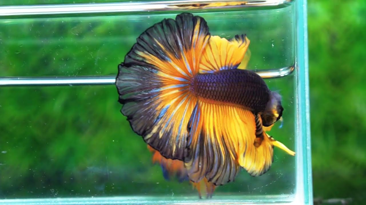 Betta fish OHM Black Pumpkin Black Ring