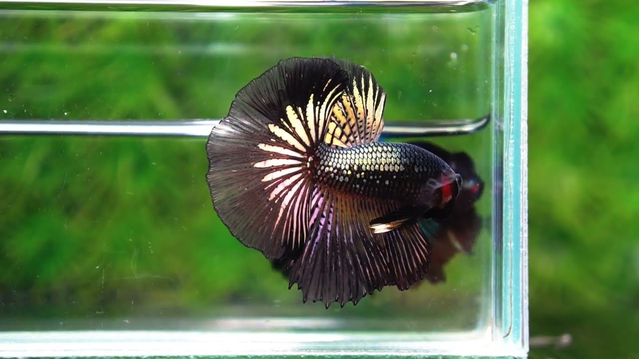 Betta fish Black Copper Warrior (OHM)