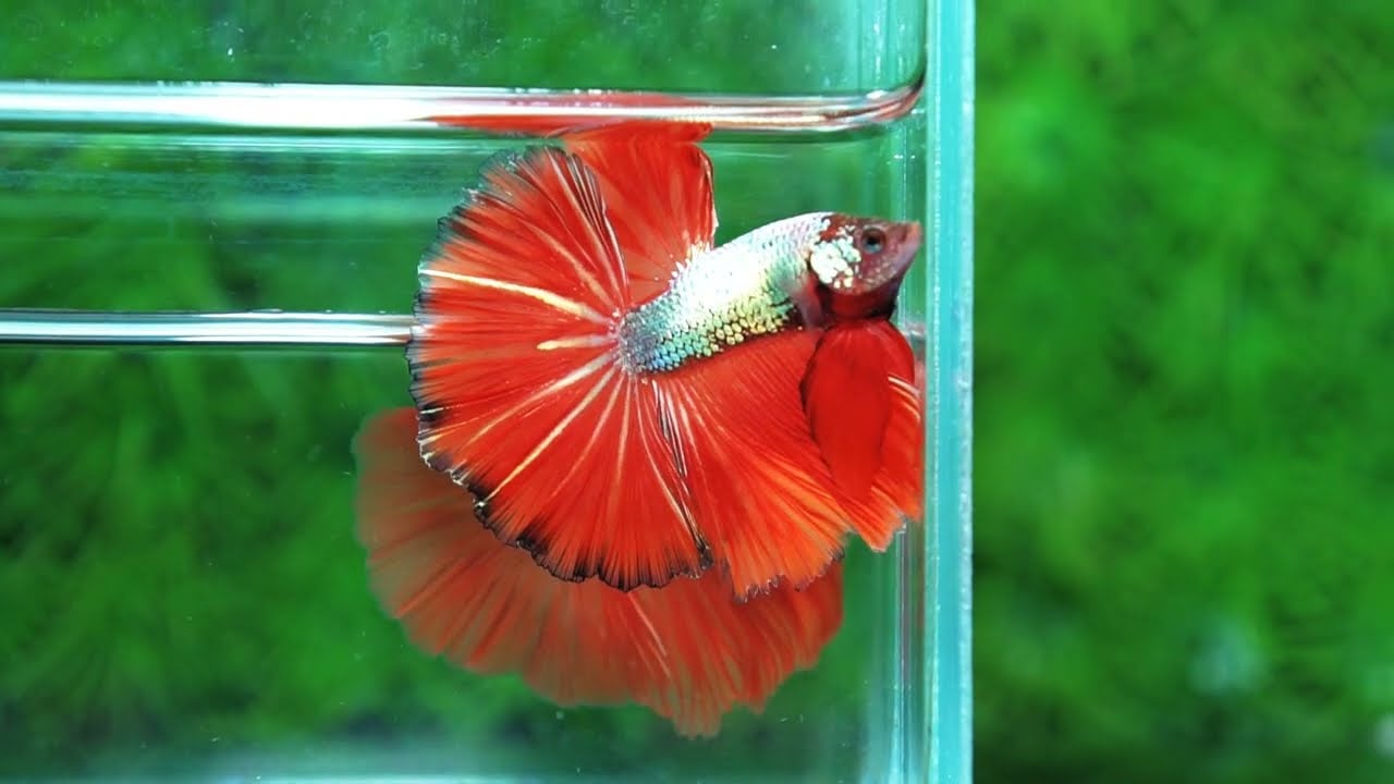 Betta fish Silver On Fire Sky Hawk OHM