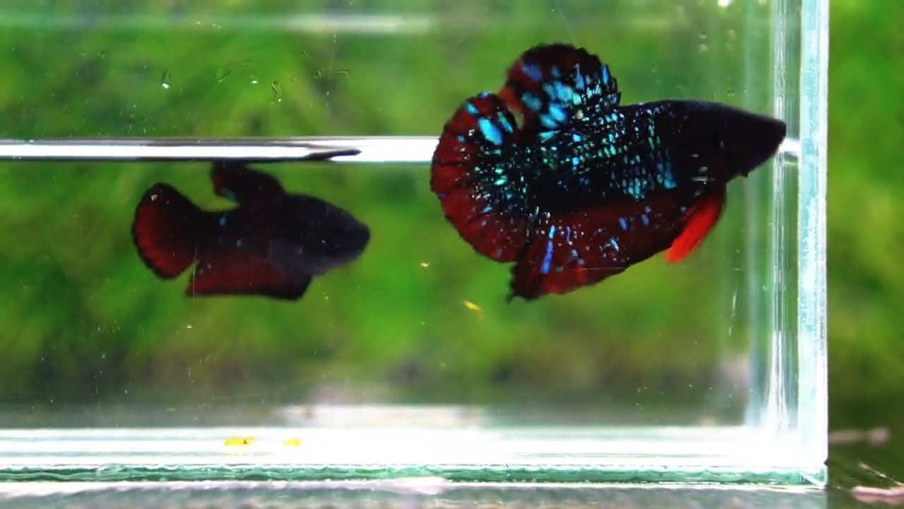 Betta fish Black Star Avatar Vampire HMPK