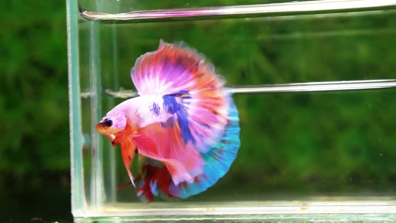 Betta fish OHM Magical Pink Blue Marble Rose tail