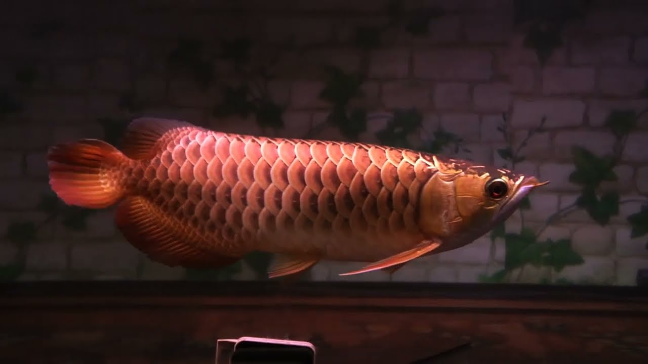Aee tiew long Rare Arowana