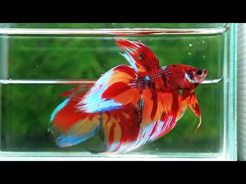 Betta fish Blaze Burn VT (Comp Grade)