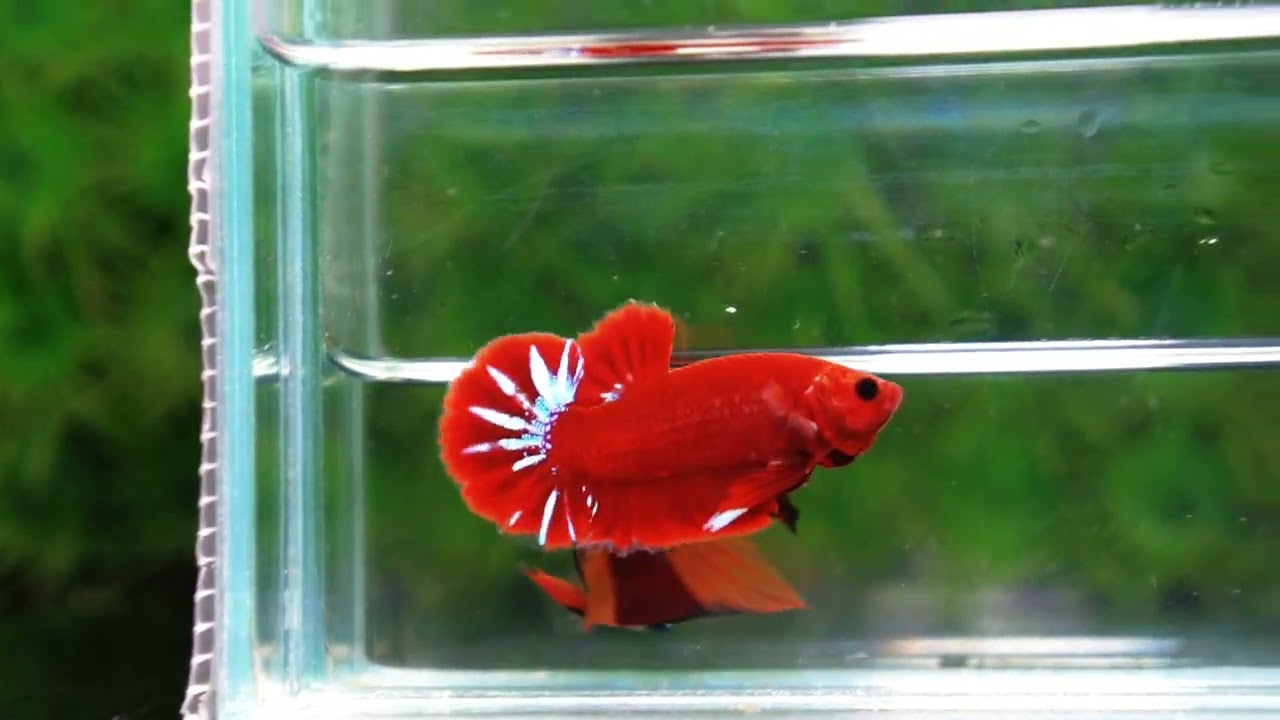 Betta Fish Hell Boy Star OHMPK