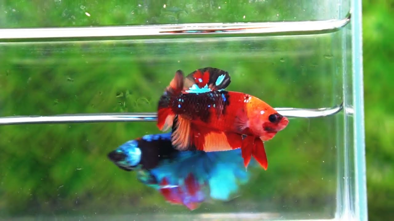 Betta fish HMPK Classic Candy Nemo Star