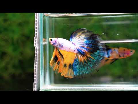 Betta fish HM Fancy Yellow Marcaw