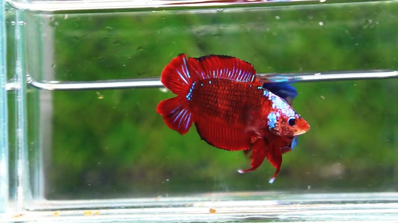 Betta fish DTPK Helment Hell Boy Warrior