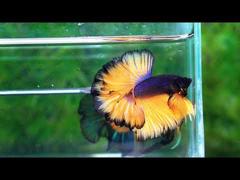 Betta fish Black Pumpkin Sky Hawk Rosetail OHM