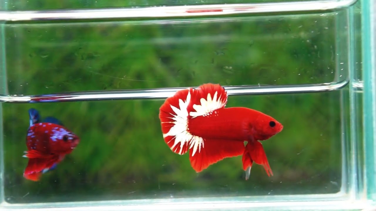 Betta fish HMPK Hell Boy Platinum Star