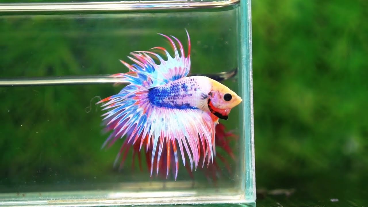 Betta fish CT Fancy Magical Pink Blue Marble