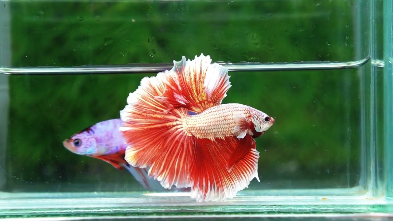 Betta fish OHM Meleys Dragon Sky Hawk