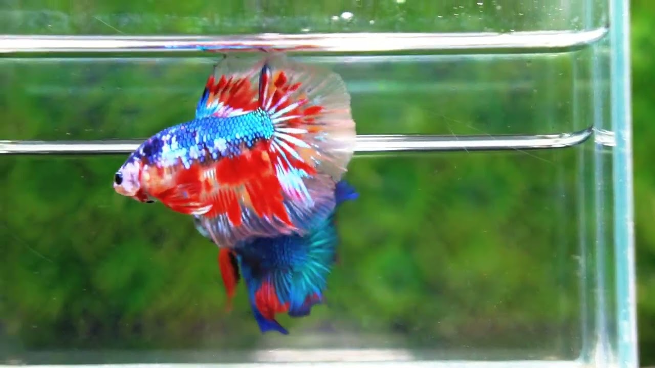 Betta fish Fancy Blue Dragon Star (OHM)