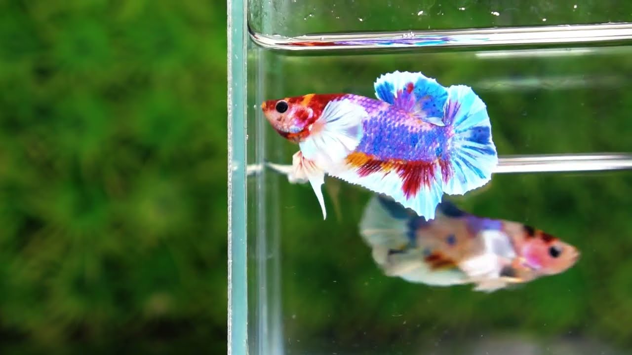Betta fish Dumbo Multicolor Emerald Candy HMPK