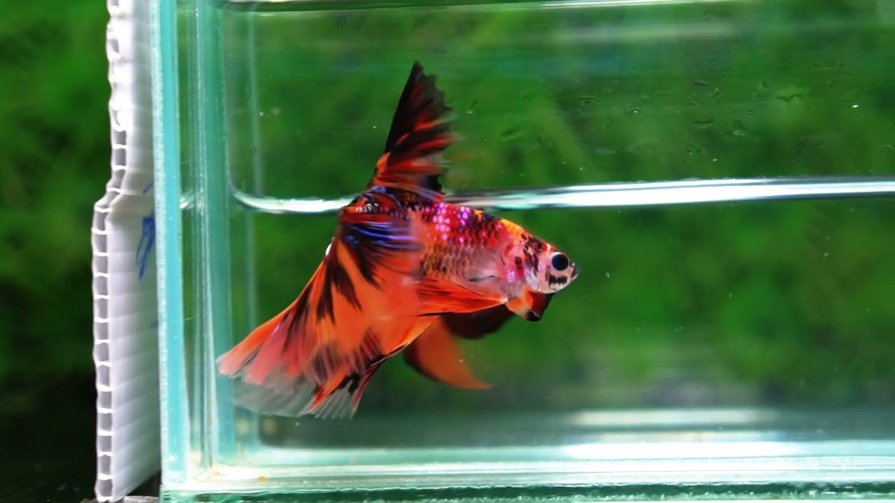 Betta fish Multi - Tiger Large fin (HM)