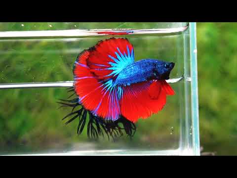 Betta fish OHM Blue on Fire