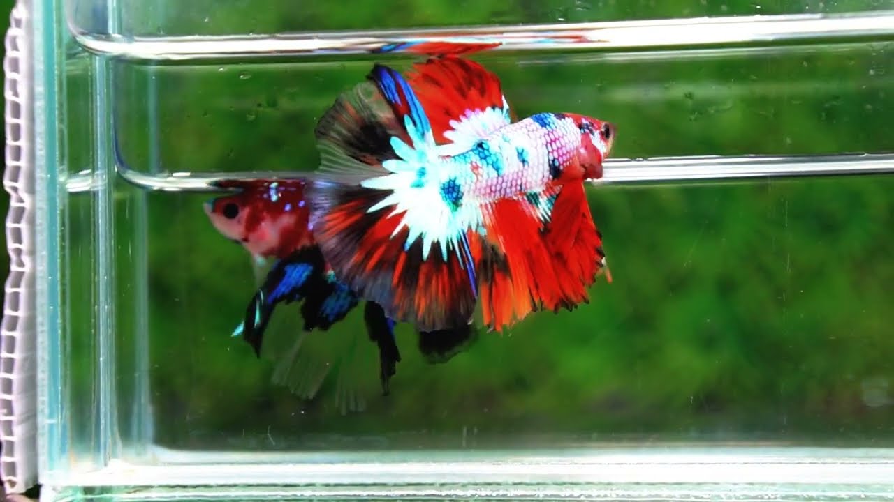 Betta fish HM Fancy Halloween Frozen marble