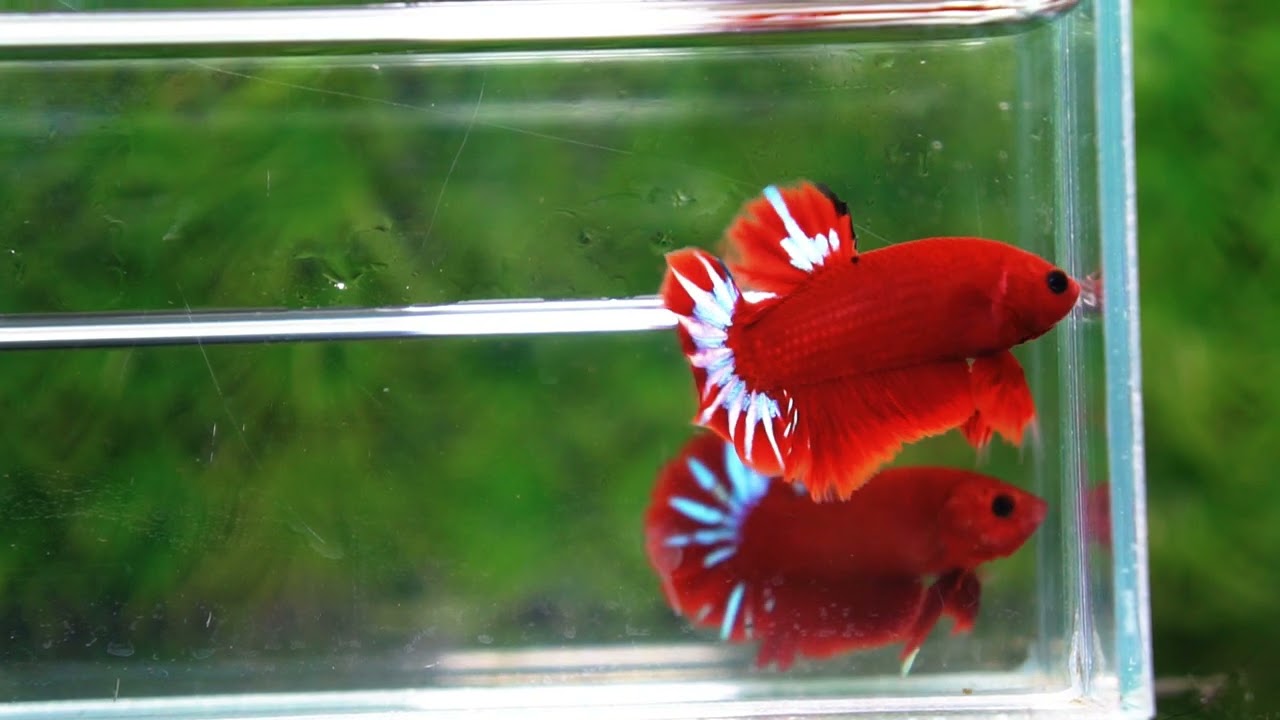 Betta fish Hell Boy Star OHMPK