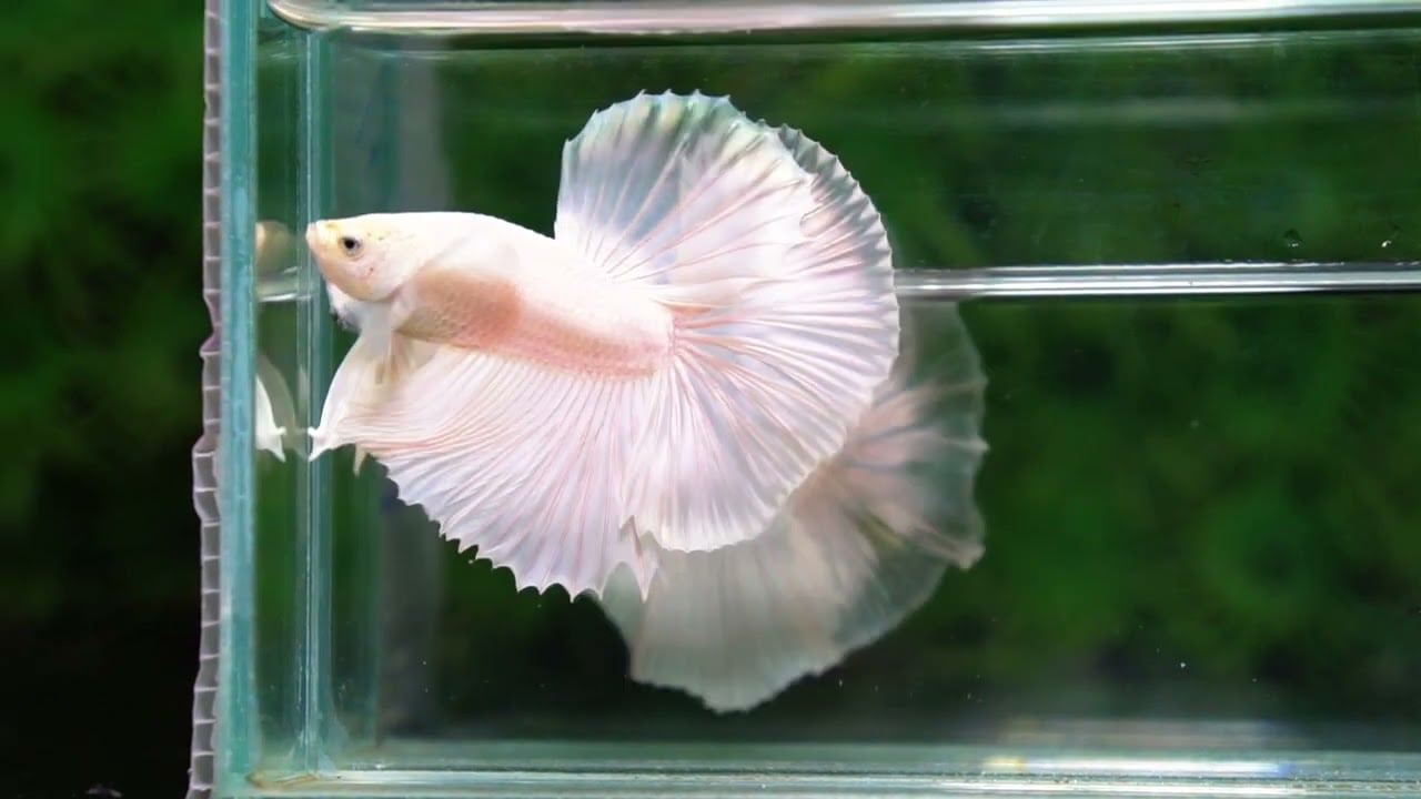 Betta fish Prince of The White Dumbo (HM)