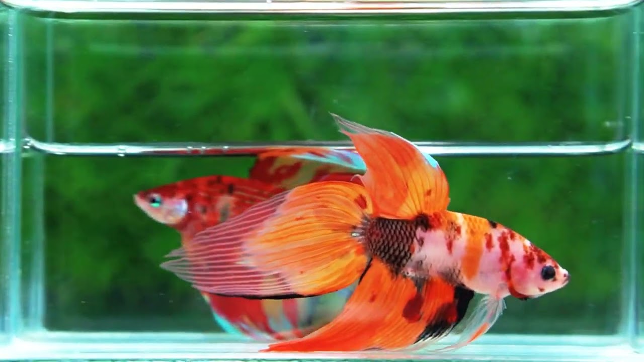 Betta fish Classic Nemo Koi (VT)