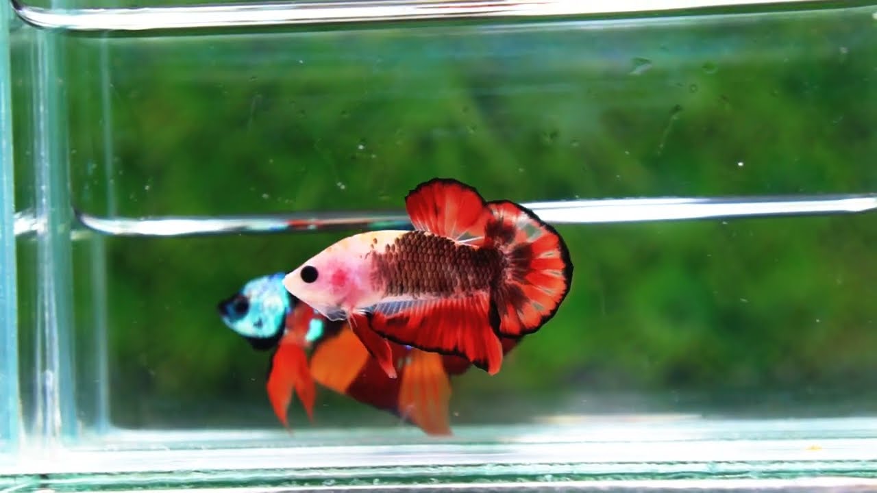 Betta Fish The Dark Santa OHMPK