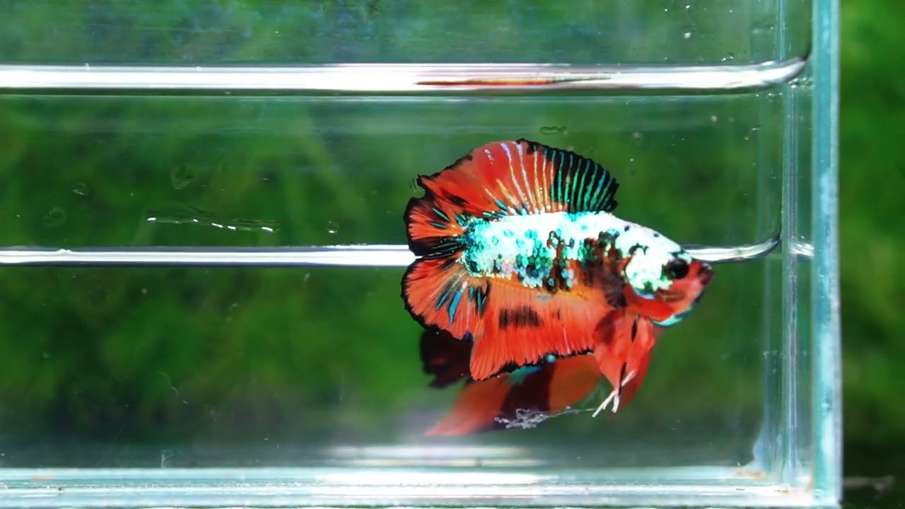 Betta Fish Nemo Emerald Tiger (DTPK)
