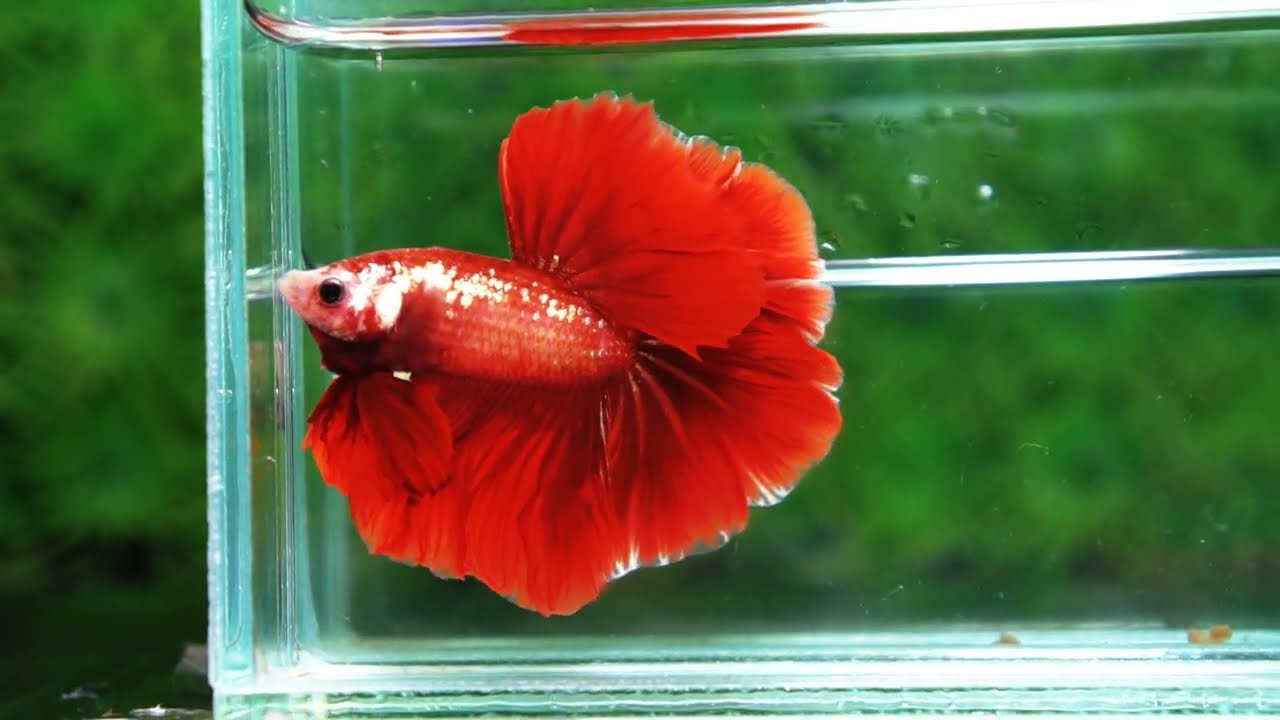 Betta fish OHM Red Gold Poison Rosetail