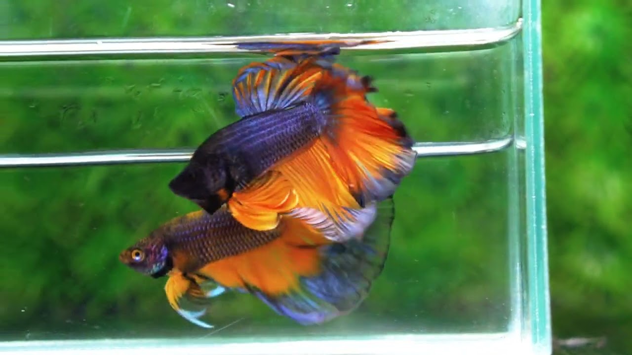 Betta fish OHM Iron Steel Mustard Gas Sky Hawk