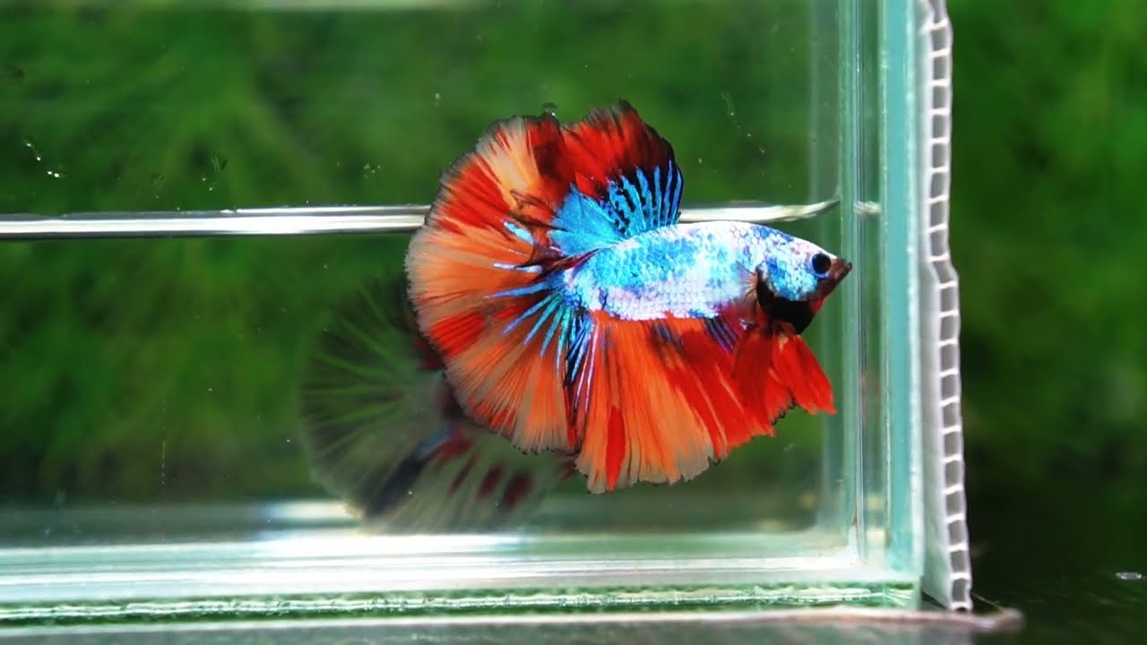 Betta fish OHM Multicolor Rainbow Dragon