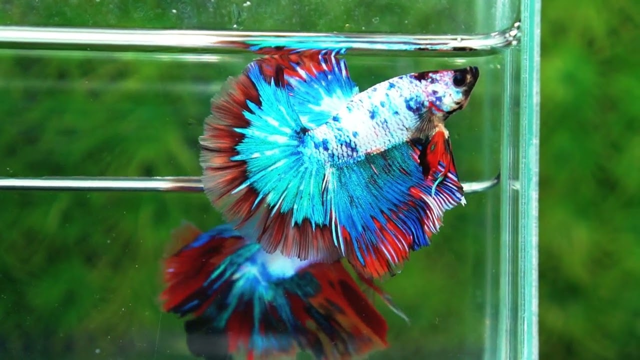 Betta fish Fancy Magical Red Blue Marble