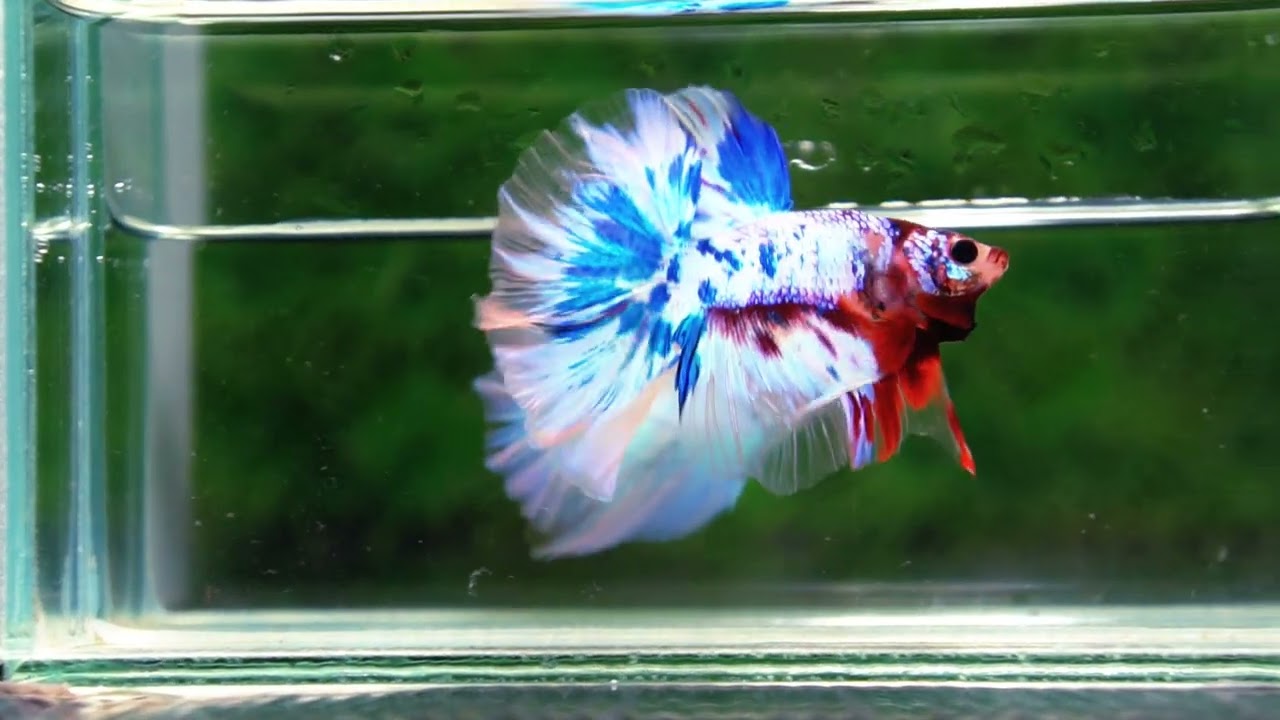 Betta fish OHM Fancy Marble Koi