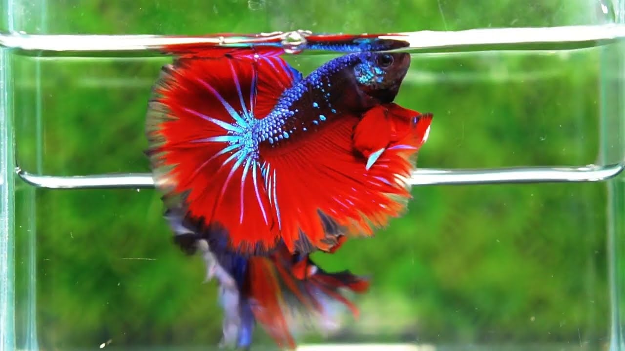 Betta fish Hell Boy Avatar Warrior OHM