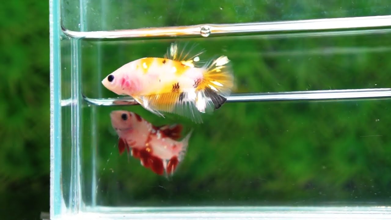 Betta fish HMPK Sparkle Yellow Phoenix Copper