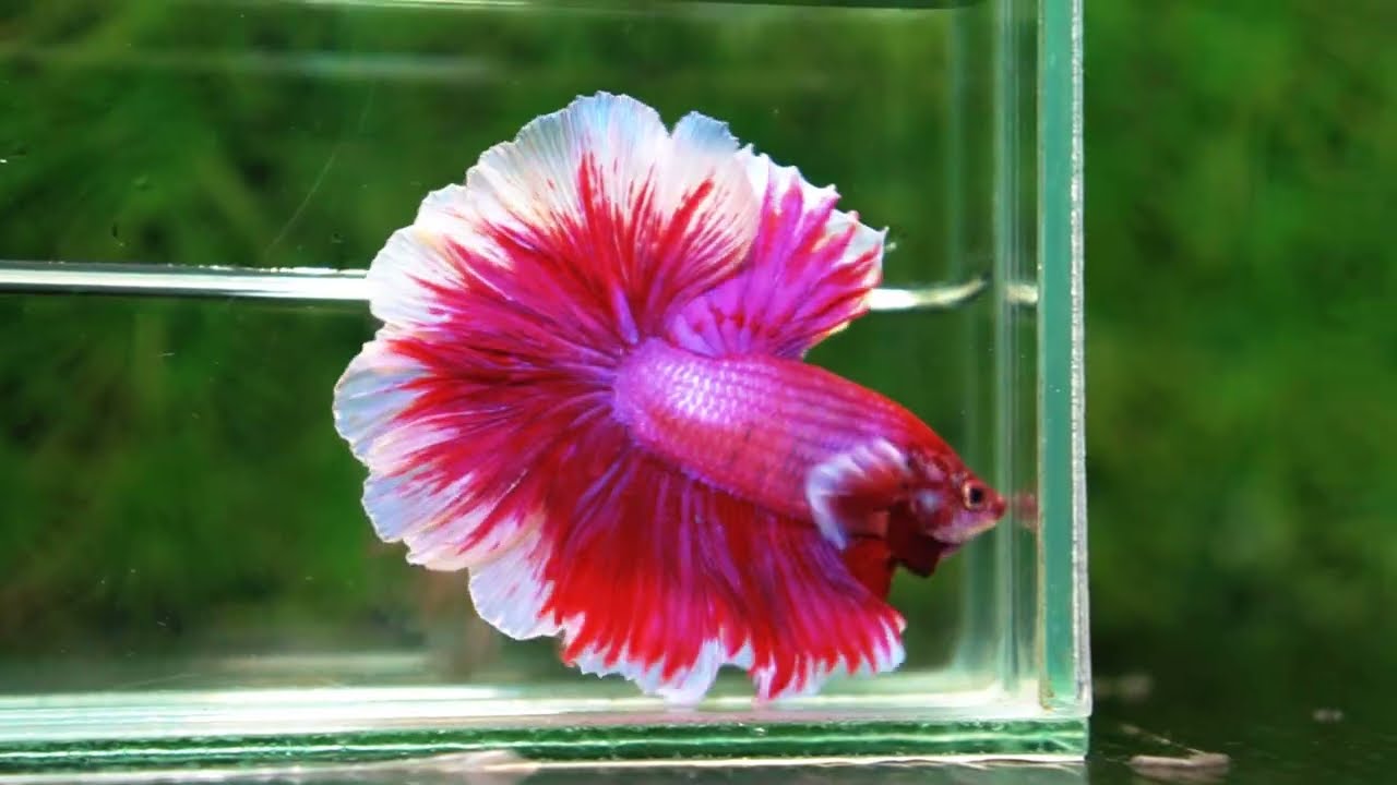 Betta fish Pink Lily Poison Rosetail OHM