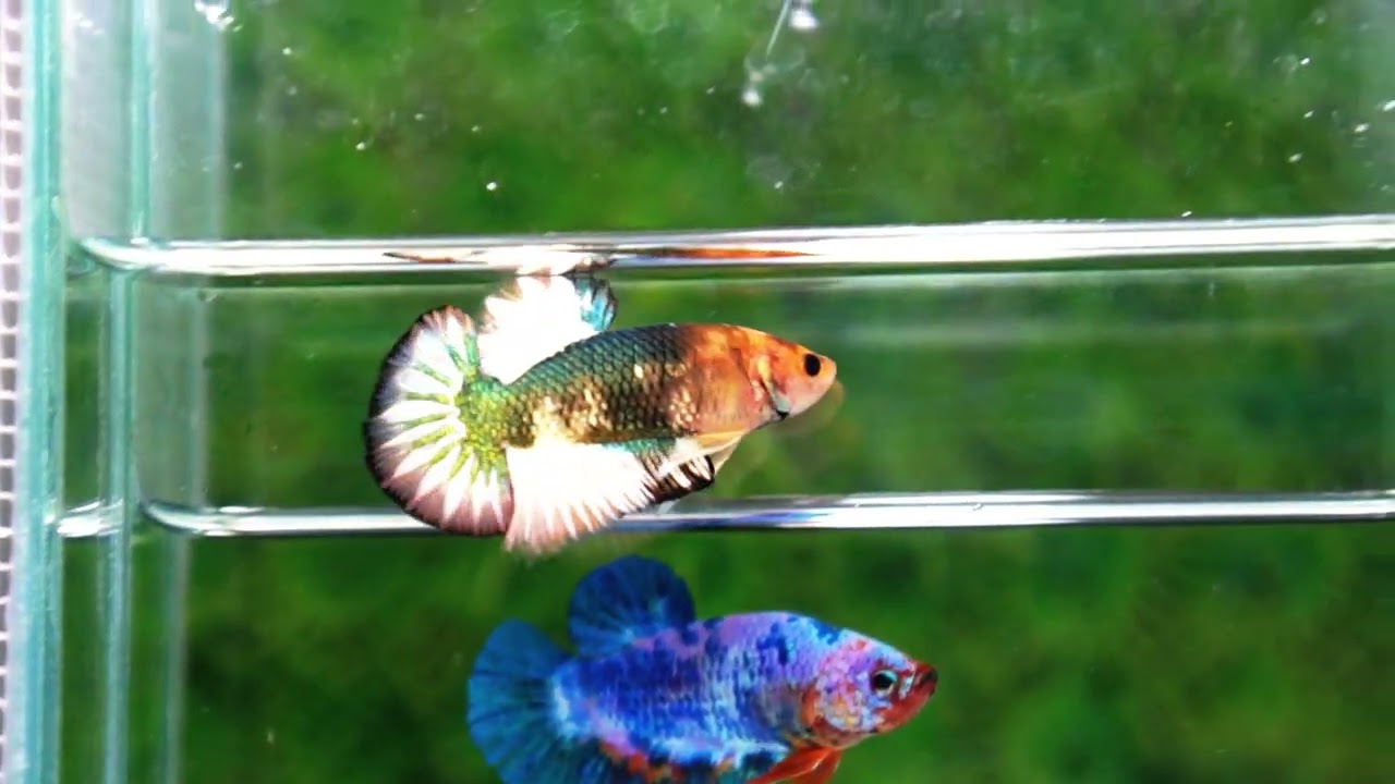 Betta fish Angle Copper Iron Armor (OHMPK)