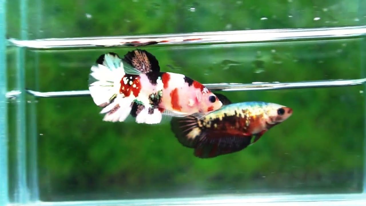 Betta fish HMPK Sparkle Santa Claus Copper