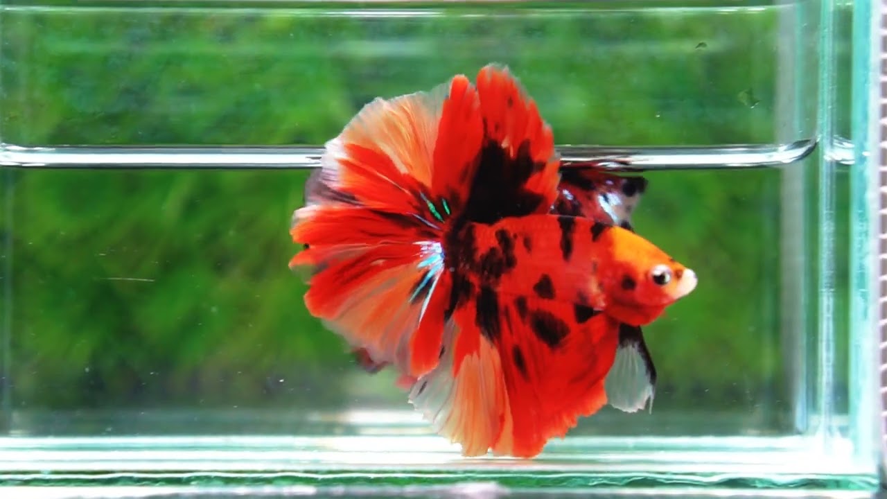Betta fish Red Tiger Nemo Koi OHM