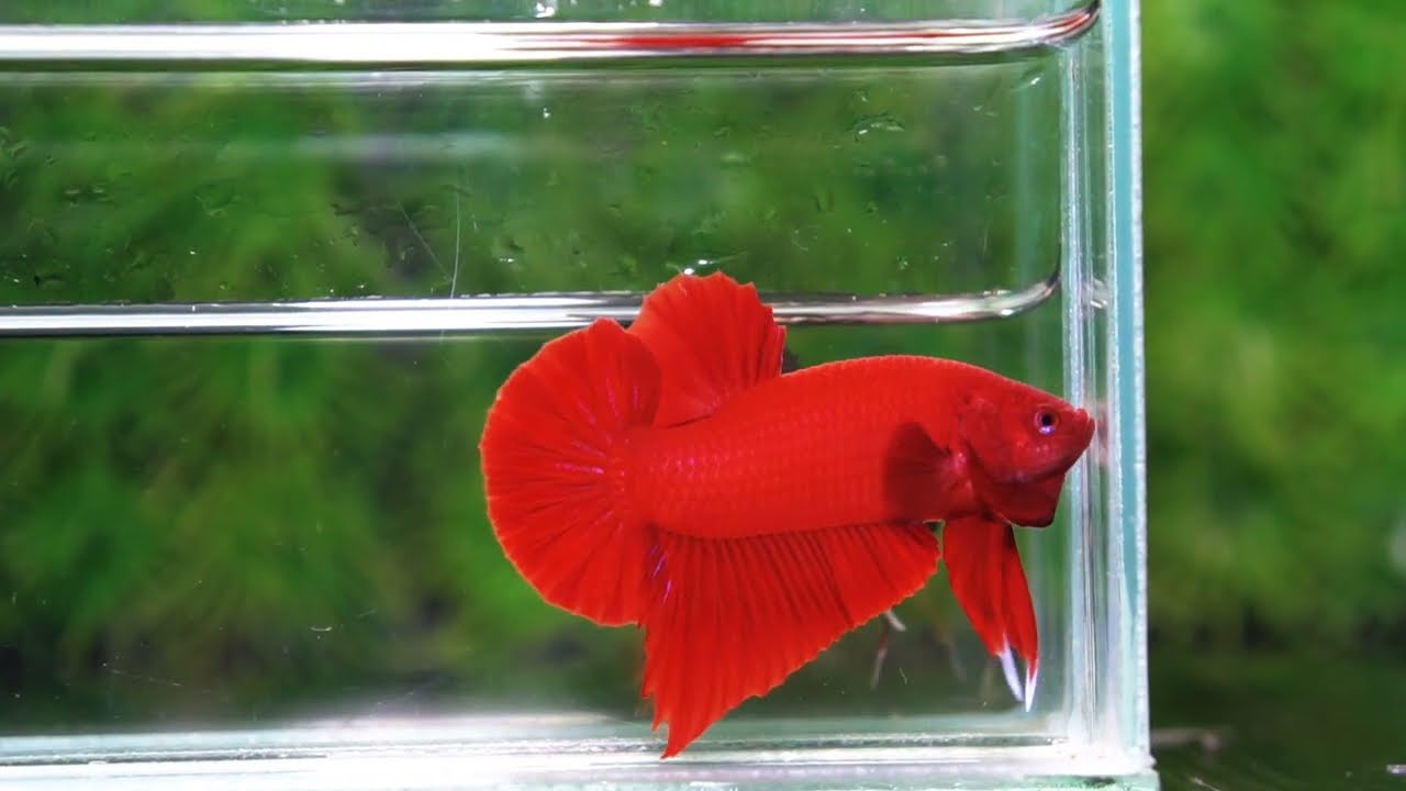 Betta fish HMPK Deep Clean Super Red (Comp Grade)
