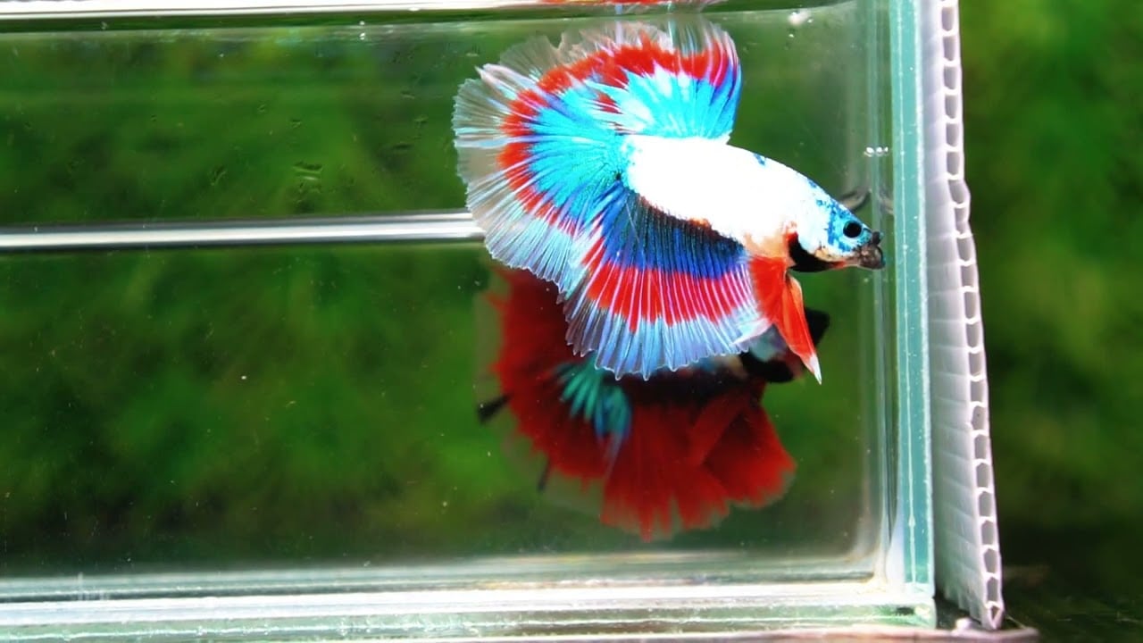 Betta fish OHM Magical Monster Tri color