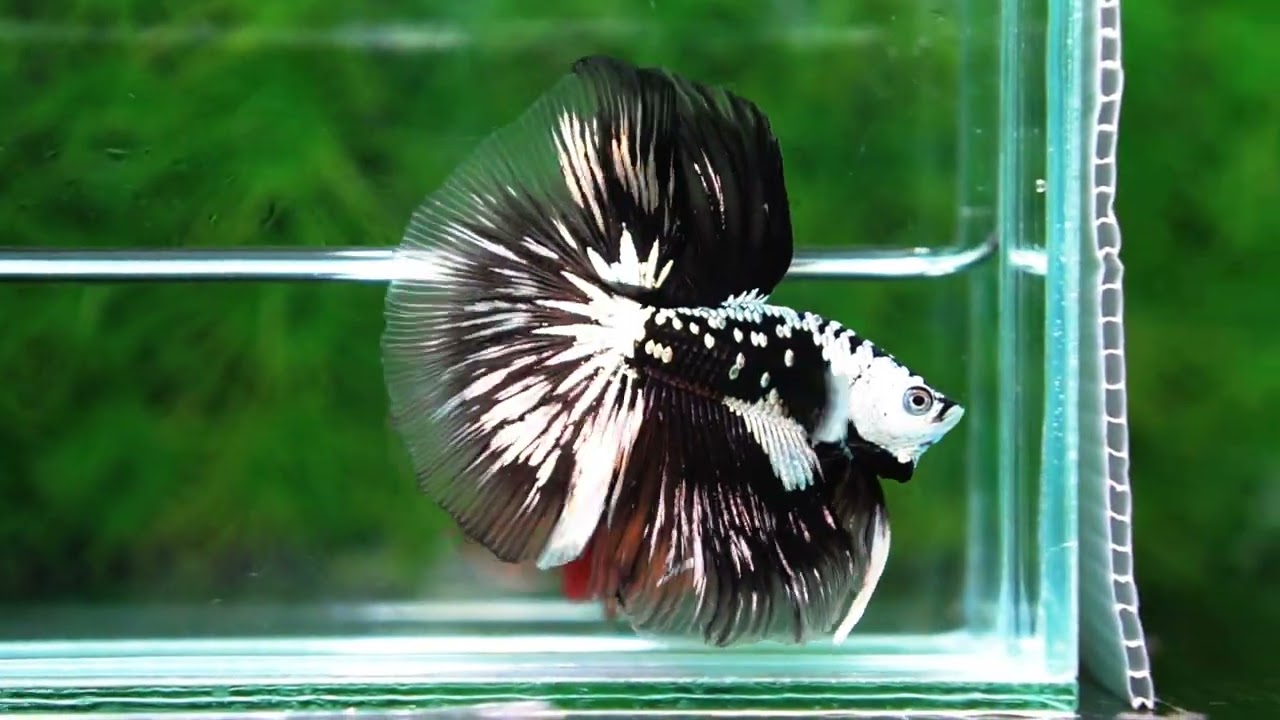 Betta fish King Shadow Black Black Star Samurai HM (Ultra Rare)