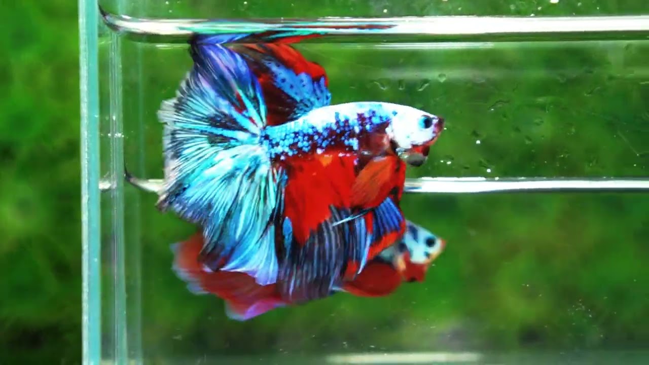 Betta fish Competition grade Multicolors Warirors OHM