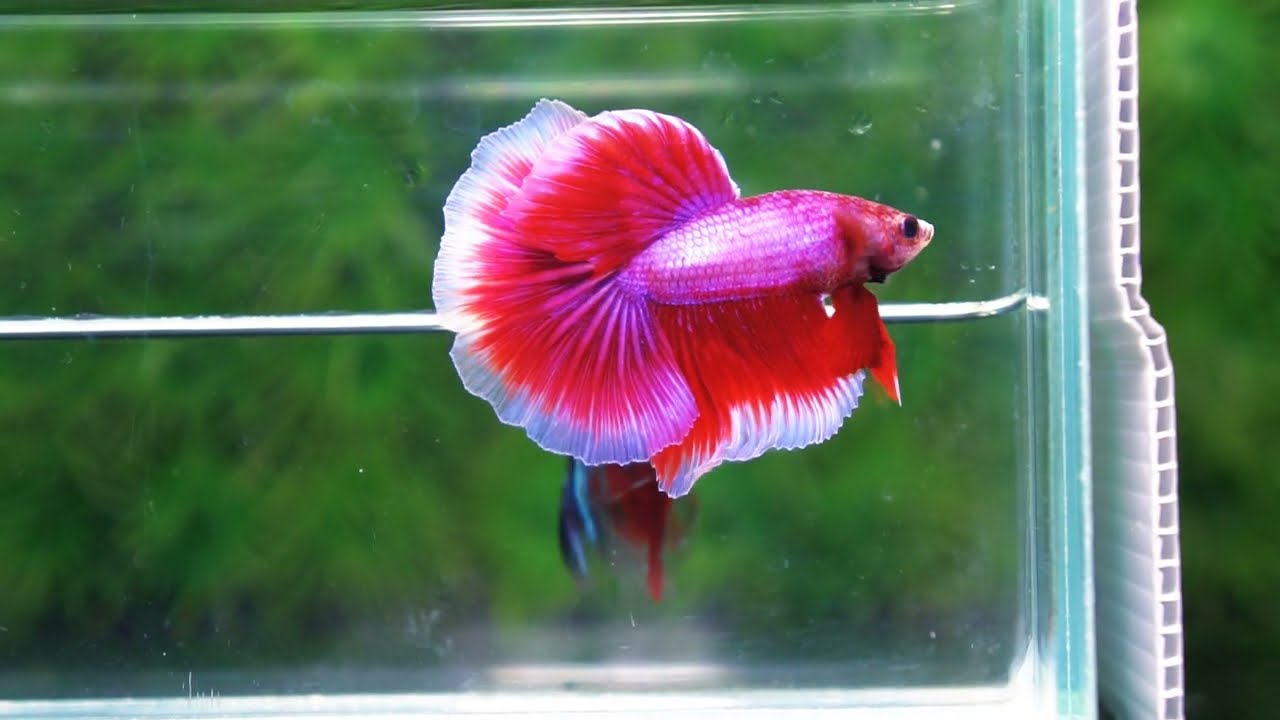 Betta fish OHM Pony Pink Lavender