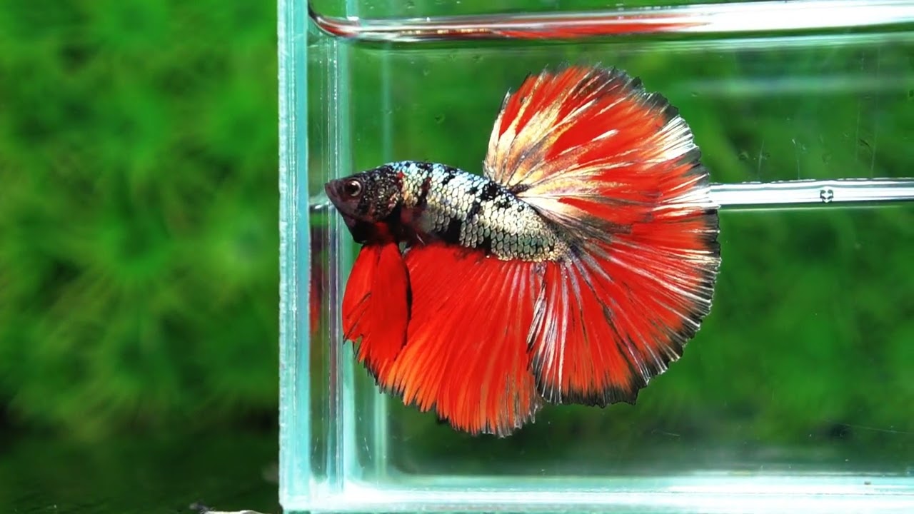 Betta fish Hell Caraxes Copper Warrior OHM