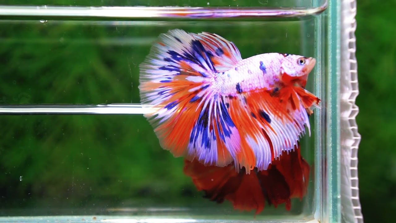 Betta fish HM Multicolor Ice Rain Sword
