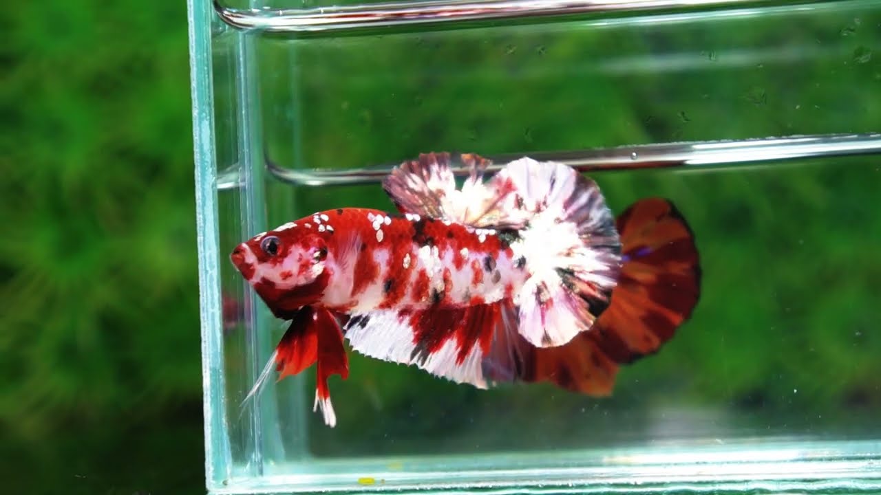 Betta fish Copper Red Koi Star HMPK