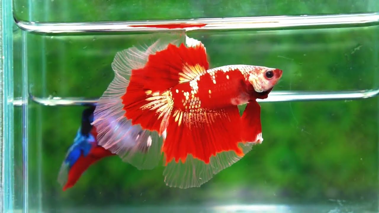 Ultra rare Betta fish OHM King Red Gold Galaxy Butterfly (First one in the world)