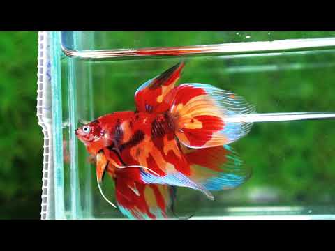 Betta fish Blaze Burn Nemo (VT)