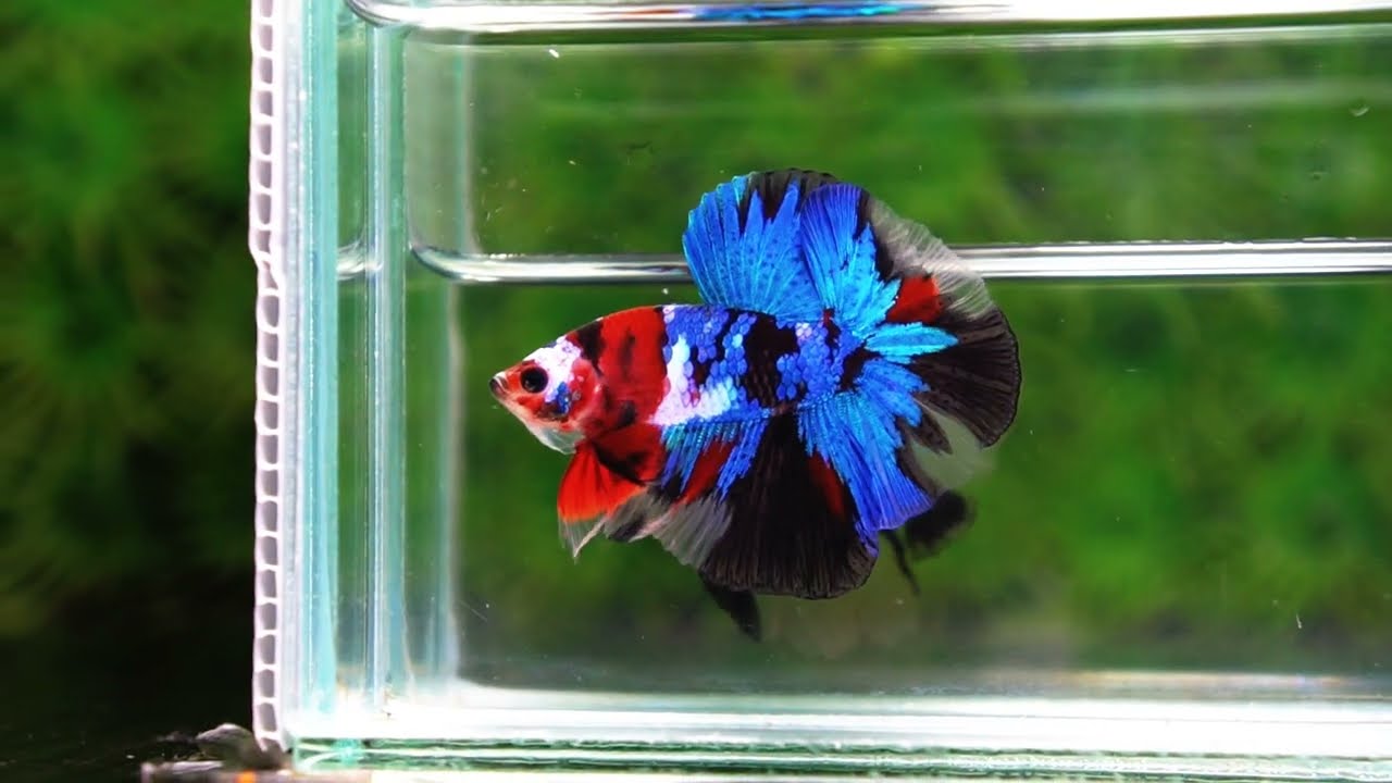 Betta fish OHM Blue Koi Red Scarf