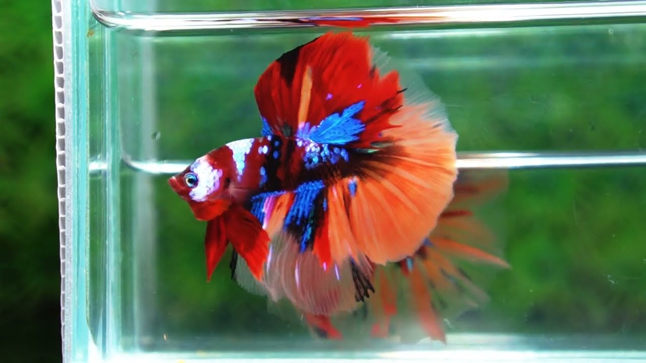 Betta fish Emerald Candy Nemo HM
