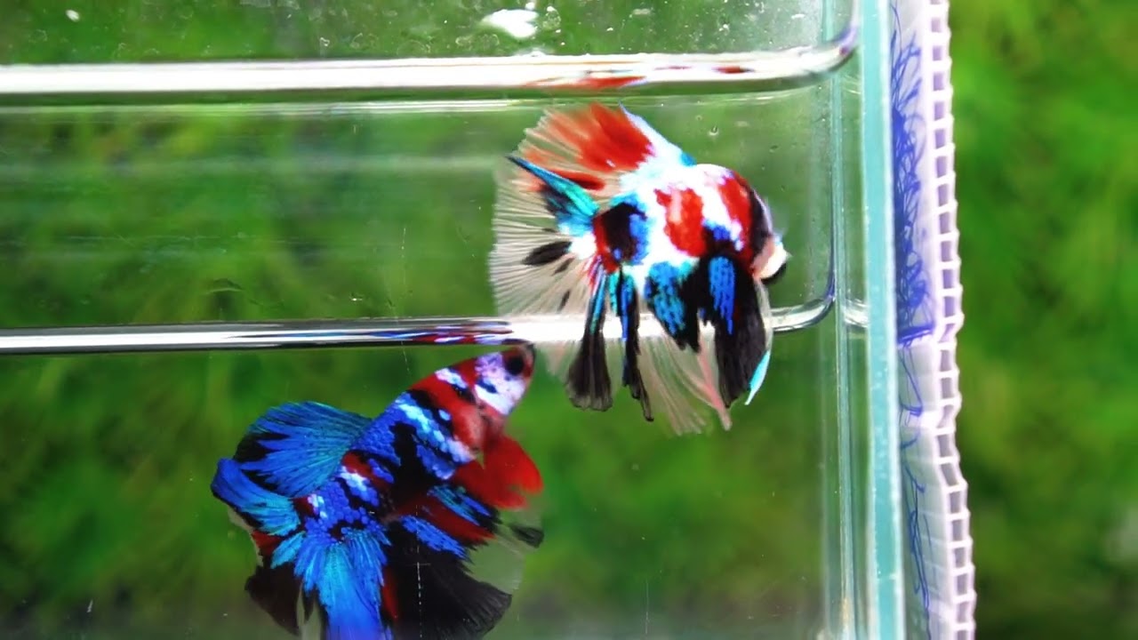 HM Multicolor Koi Galaxy