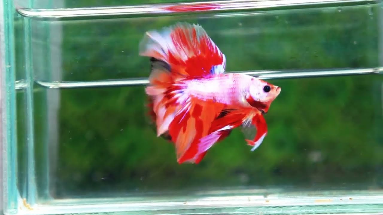 Betta fish OHM Magical Pink Candy Nemo Series